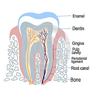 Human Tooth Structure with Description. Vector Illustration