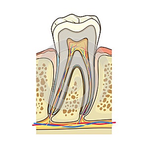 Human tooth structure medical vector