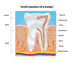 Human Tooth structure. Vector