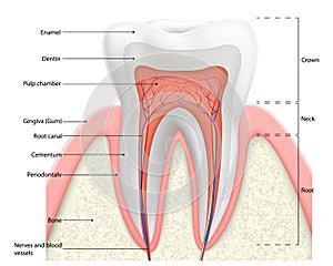 Human tooth structure vector diagram. The anatomy of the tooth. Cross section scheme representing tooth layers enamel, dentine, photo