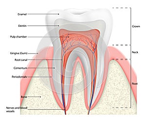 Human tooth structure vector diagram. The anatomy of the tooth. Cross section scheme representing tooth layers enamel, dentine,