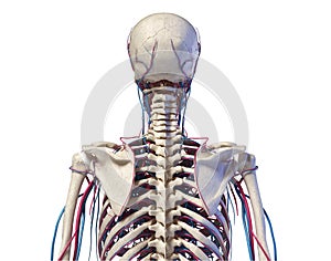 Human torso anatomy. Skeleton with veins and arteries. Back view