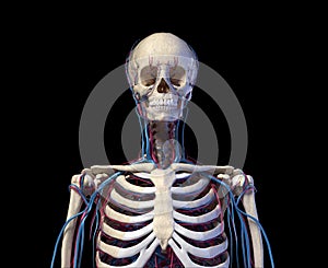 Human torso anatomy. Skeleton with veins and arteries. Front view