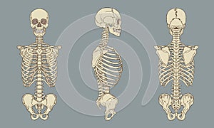 Human Torso Skeletal Anatomy Pack Vector