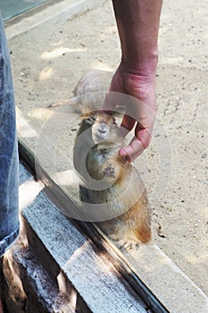 Human touch pat rat in cage at the zoo