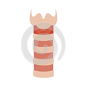 Human trachea airway tube medical diagram icon