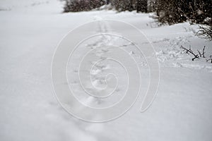 Human tracks in a fresh snow.