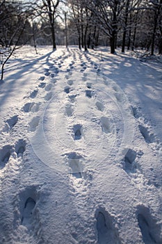 human tracks in the snow