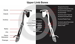 Human upper limb bones infographic diagram name of bones