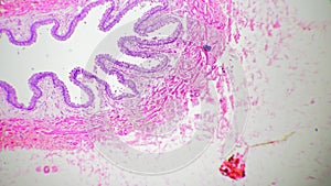 Human urethra in section with 100 magnification filmed under microscope on bright field