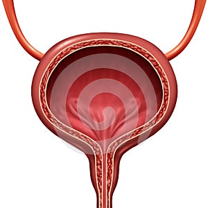 Human Urinary Bladder photo