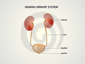 Human urinary system photo