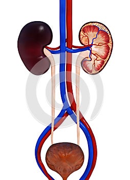 Human Urinary System