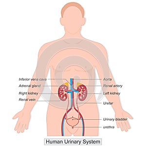 The human urinary system also known as the renal system