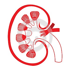 The human urinary system: Anatomy and function.