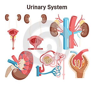 Human urinary system. Female and male internal urogenital photo
