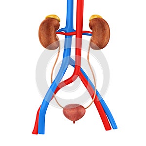 Human Urinary System Illustration
