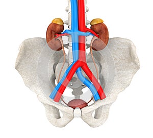 Human Urinary System Illustration photo