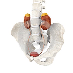 Human Urinary System Illustration