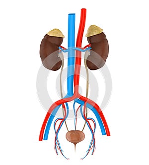Human Urinary System Illustration
