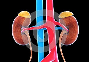 Human Urinary System Illustration