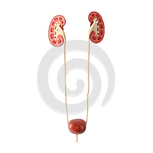 Human urinary system with kidney