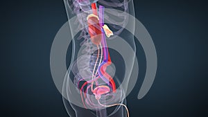 Human urinary system kidneys with bladder