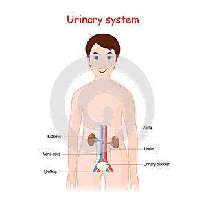 Human Urinary system for kids photo