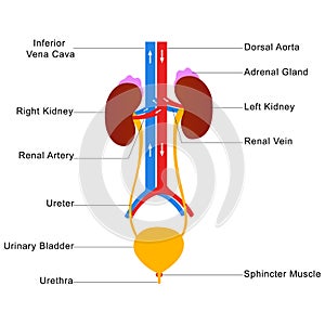 Human urinary system labelled diagram photo