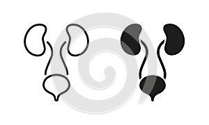 Human Urinary System Line and Silhouette Icon Set. Healthy Internal Organs, Health Bladder and Kidney Symbol Collection