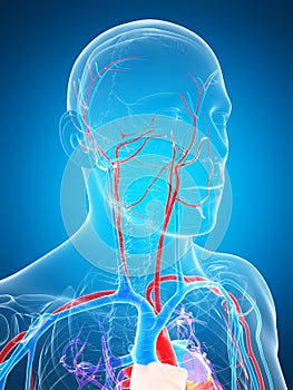 Human vascular system photo