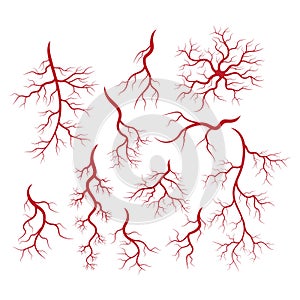 Human veins and arteries illustration