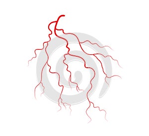 Human veins and arteries. Red branching blood vessels and capillaries. Vector illustration isolated on white background