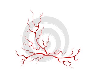 Human veins and arteries. Red branching spider-shaped blood vessels and capillaries. Vector illustration isolated on