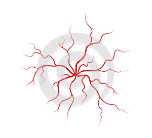 Human veins and arteries. Red branching spider-shaped blood vessels and capillaries. Vector illustration isolated on