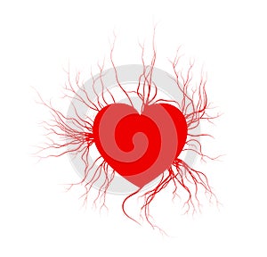 Human veins with heart, red love blood vessels valentine design. Vector illustration on white background