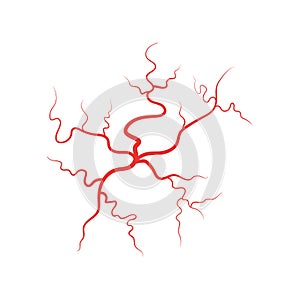 Human veins red blood vessel vector illustration