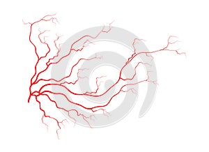 Human veins, red blood vessels design. Vector illustration isolated on white background