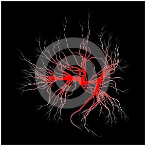 Human veins, red blood vessels design. Vector illustration on white background