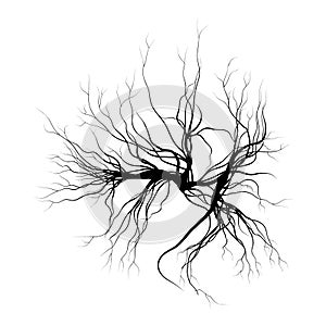 Human veins, red blood vessels design. Vector illustration on white background