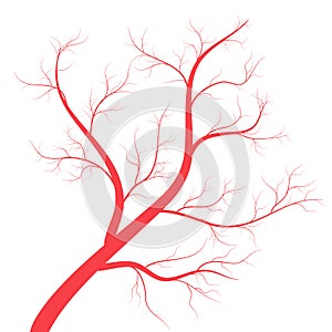 Human veins, red blood vessels design on white backgroun. Vector illustration