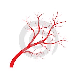 Human veins, red blood vessels design on white backgroun. Vector illustration