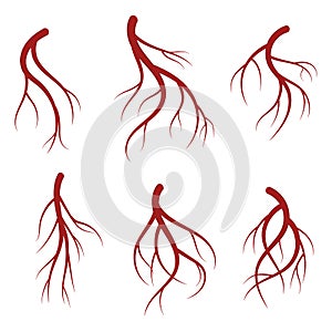 Human veins, red blood vessels realistic vector medical illustration