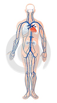 Human venous system