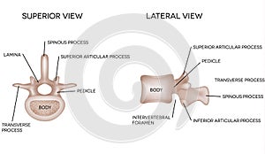 Human vertebral bones with description photo