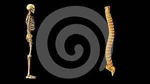 Human vertebral column