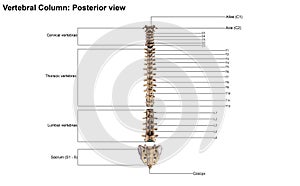 Human vertebral column