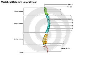 Human vertebral column