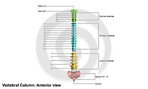 Human vertebral column