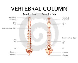 Human vertebral column in anterior posterior view, Intervertebral disc with spine parts labeled. Vector flat realistic